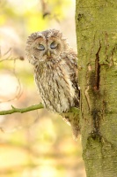 Pustik obecny - Strix aluco - Tawny Owl WS b6713